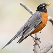 Clear Outside Window Bird Feeder with Non-Marking Adhesive Hooks 4 American Robin