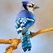 Clear Outside Window Bird Feeder with Non-Marking Adhesive Hooks 5 Blue Jay