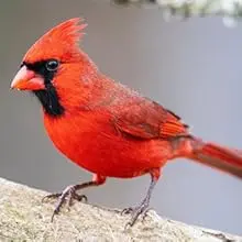 Clear Outside Window Bird Feeder with Non-Marking Adhesive Hooks 3 Northern Cardinal
