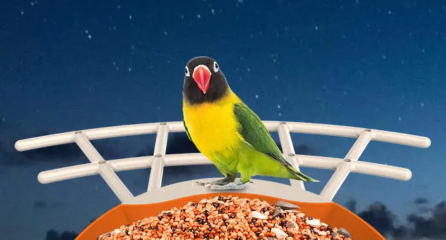 Auxco Bird Feeder with Camera - 4K, AI Bird ID, Auto Video 8 See birds at night with the AUXCO bird feeder camera featuring infrared night vision