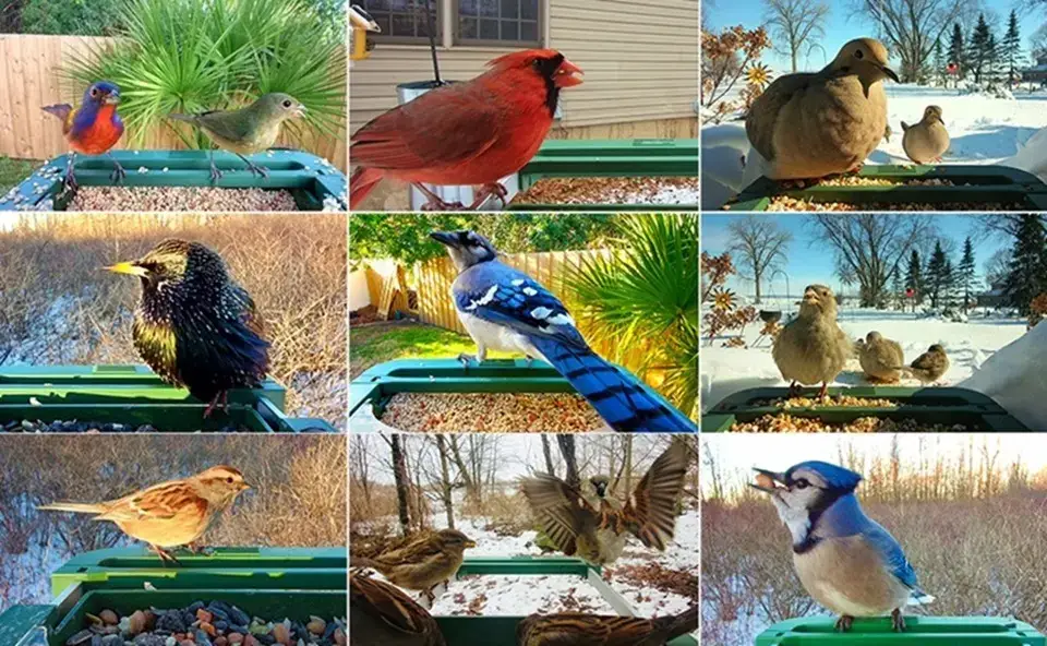 4K Smart Bird Feeder Camera AI Identify | 5G Live Watching 7 A vibrant collage showcasing various bird species gathered around a bird feeder, captured through a camera lens