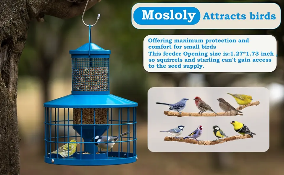 Caged Squirrel Proof Bird Feeder - Metal 2.8lb Capacity 1 A bird feeder with squirrel cage attracting various small birds. Prevents squirrels and starlings from accessing the seeds
