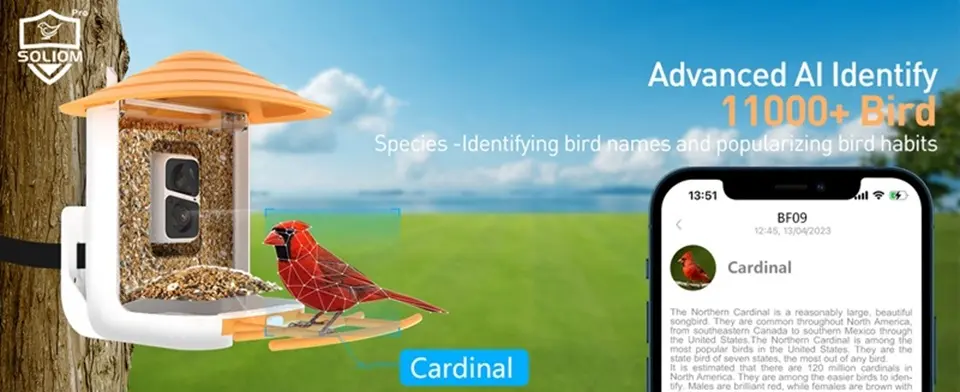 Wireless Bird Feeder Camera with AI Identify Bird Species 2 Soliom BF09 wireless bird feeder camera with AI identifying a cardinal