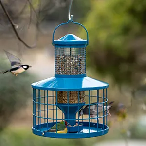 Caged Squirrel Proof Bird Feeder - Metal 2.8lb Capacity 4 A caged squirrel proof bird feeder attracting wild birds. Seeds are placed on the tray to encourage birds to adapt quickly