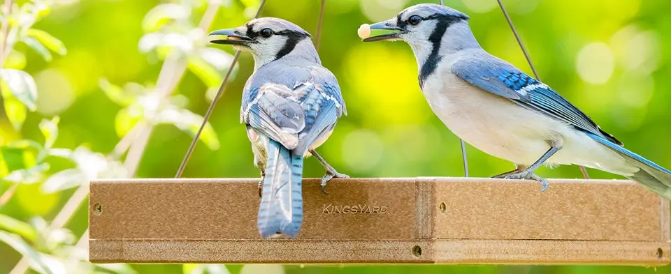 Recycled Plastic Hanging Platform Bird Feeder with 3.5 lbs Large Capacity 3 two blue jays on a hanging platform bird feeder, enjoying bird seed