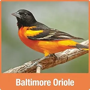 Oriole Jelly Bird Feeder - All-in-One Buffet, Bee & Ant Protection 5 Baltimore Oriole