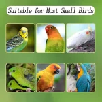 various small birds suitable for small bird feeder cages, including parakeets, lovebirds, and cockatiels