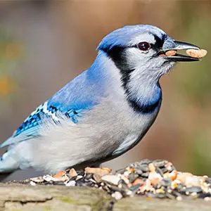 Large Capacity Garden Platform Bird Feeder for Birds & Squirrel 9 a blue jay eating bird seed