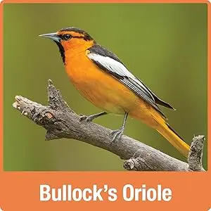 Oriole Jelly Bird Feeder - All-in-One Buffet, Bee & Ant Protection 6 Bullock's Oriole