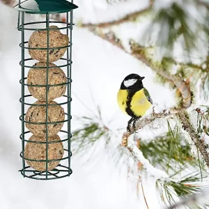 A great tit perched on a snowy branch beside a wire suet feeder filled with fat balls, during winter