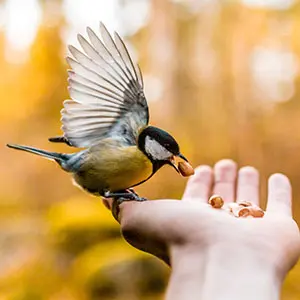 Large Capacity Garden Platform Bird Feeder for Birds & Squirrel 10 a great tit eating nuts from a human hand