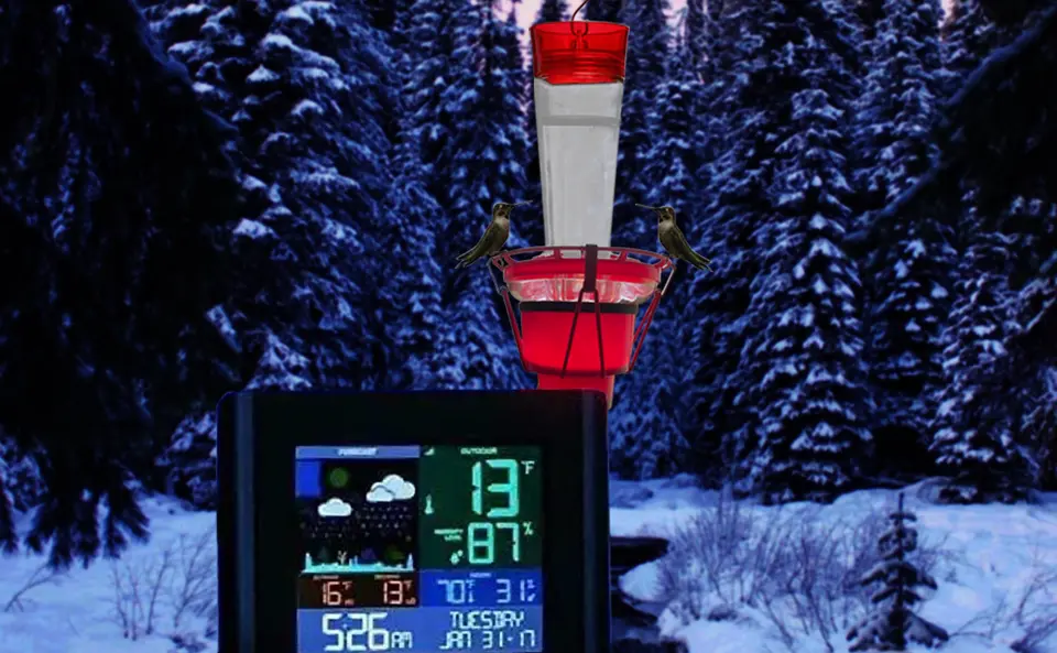 Heated Hummingbird Feeder | Outdoor Winter Use | Prevents Freezing 2 Two hummingbirds feeding at a heated hummingbird feeder in 13°F winter weather
