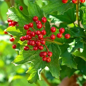 Large Capacity Garden Platform Bird Feeder for Birds & Squirrel 12 ripe highbush cranberry berries on a branch