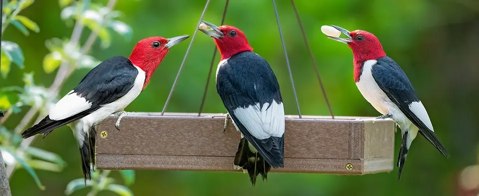 Recycled Plastic Hanging Platform Bird Feeder with 3.5 lbs Large Capacity 2 three red-headed woodpeckers feeding at a hanging platform bird feeder