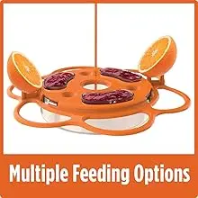 Oriole Jelly Bird Feeder - All-in-One Buffet, Bee & Ant Protection 3 Oriole bird feeder with multiple feeding options, including liquid nectar, jelly, and fruit for a complete bird buffet