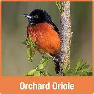Oriole Jelly Bird Feeder - All-in-One Buffet, Bee & Ant Protection 7 Orchard Oriole