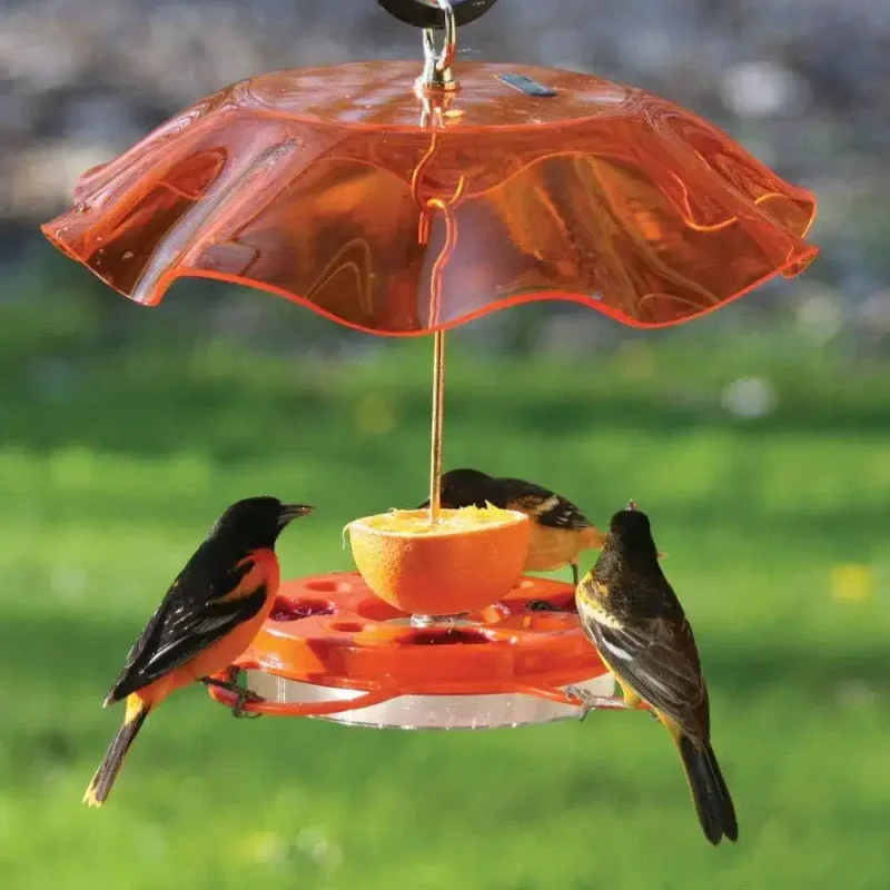 Oriole bird feeder with bee guard, weatherguard, and ant moat, attracting three orioles