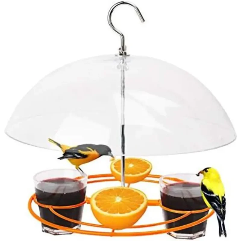 A male and female oriole bird perched on an orange oriole feeder, enjoying grape jelly and fresh orange halves