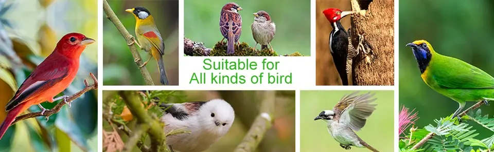Hanging Heavy Duty Metal Bird Feeder - Squirrel Proof, 4lb Capacity 5 Collage of various bird species, indicating a heavy-duty metal bird feeder attracts all types of birds