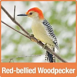 Oriole Jelly Bird Feeder - All-in-One Buffet, Bee & Ant Protection 8 Red-bellied Woodpecker