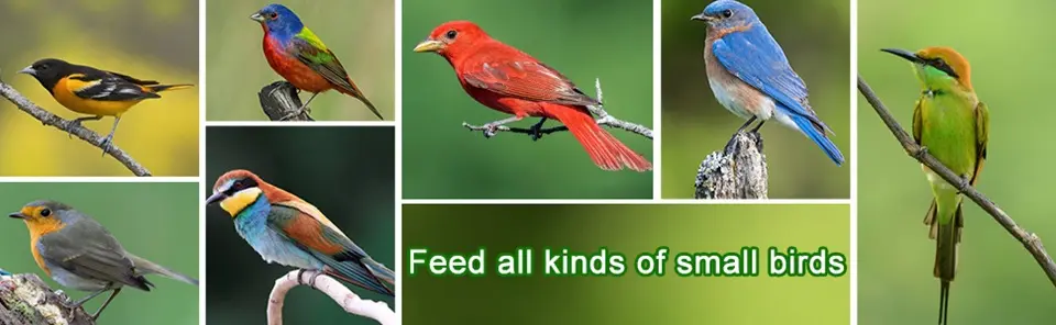 Copper Roof Bird Feeder | 7.5" Roof | 360° Tray | 3lb Capacity 4 collage of various small birds commonly found in backyards and gardens, highlighting bird feeding