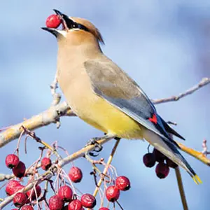 Large Capacity Garden Platform Bird Feeder for Birds & Squirrel 11 a waxwing eating a red berry
