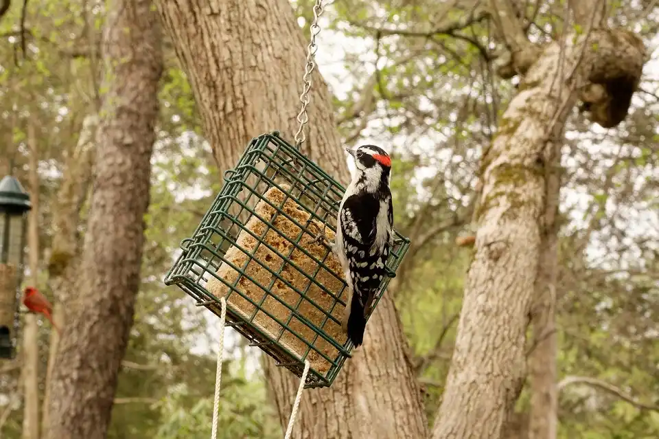 How to Hang a Bird Feeder: The Definitive Guide to Location, Height & Squirrel-Proofing (2025) 4 Green hang bird feeder with woodpecker