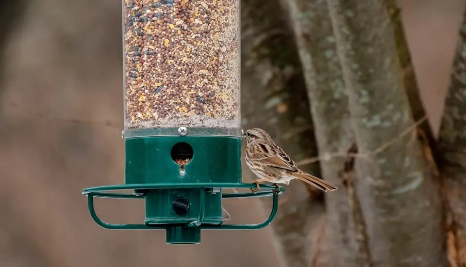 How to Clean a Bird Feeder: The Ultimate Guide to 2025 2 how to clean a bird feeder