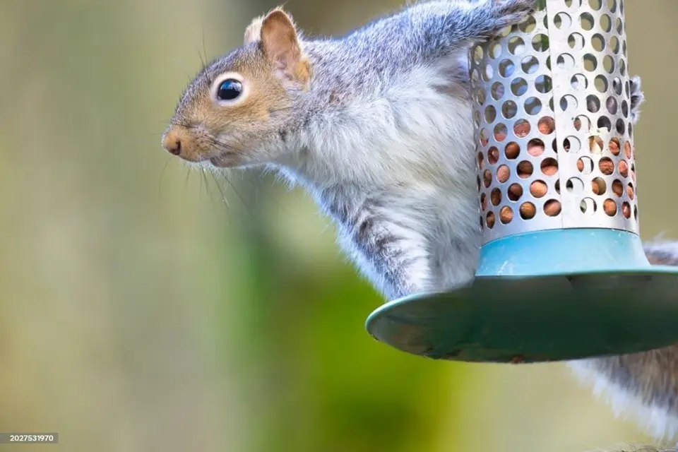 What is a Hopper Bird Feeder? Your Complete Guide to Attracting More Birds 6 Squirrel Hanging on Porous Bird Feeder