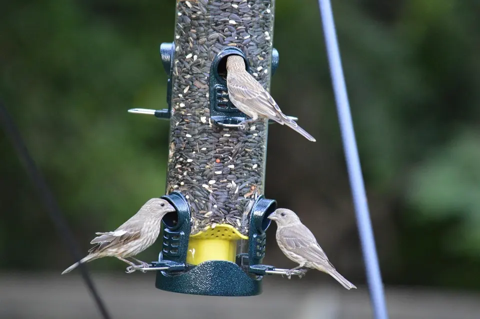 How to Clean a Bird Feeder: The Ultimate Guide to 2025 10 Three birds feeding on tube bird feeder