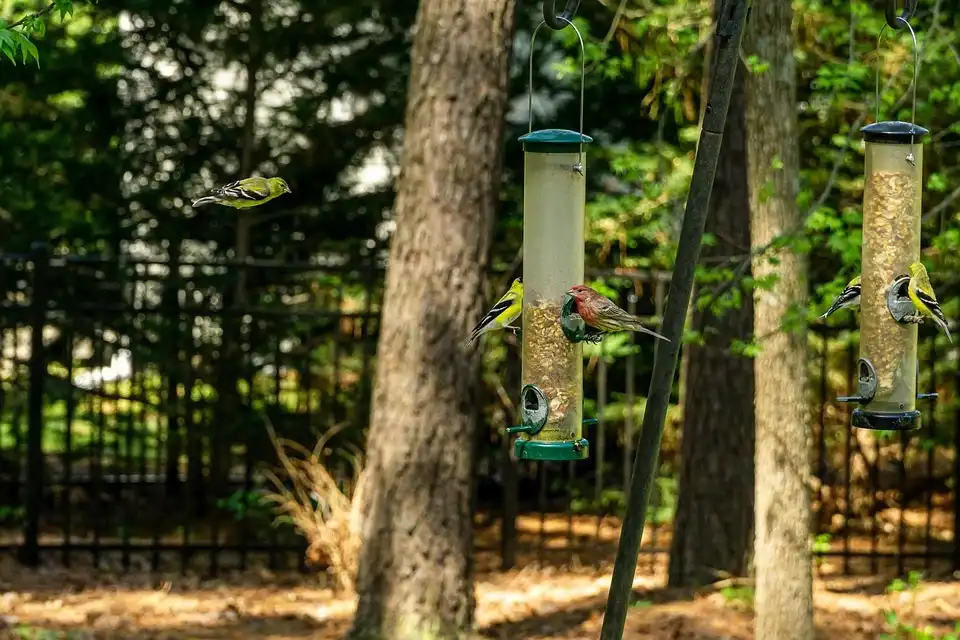How to Clean Under and Around Bird Feeders: A Complete Guide 12 bird feeder with finches in garden