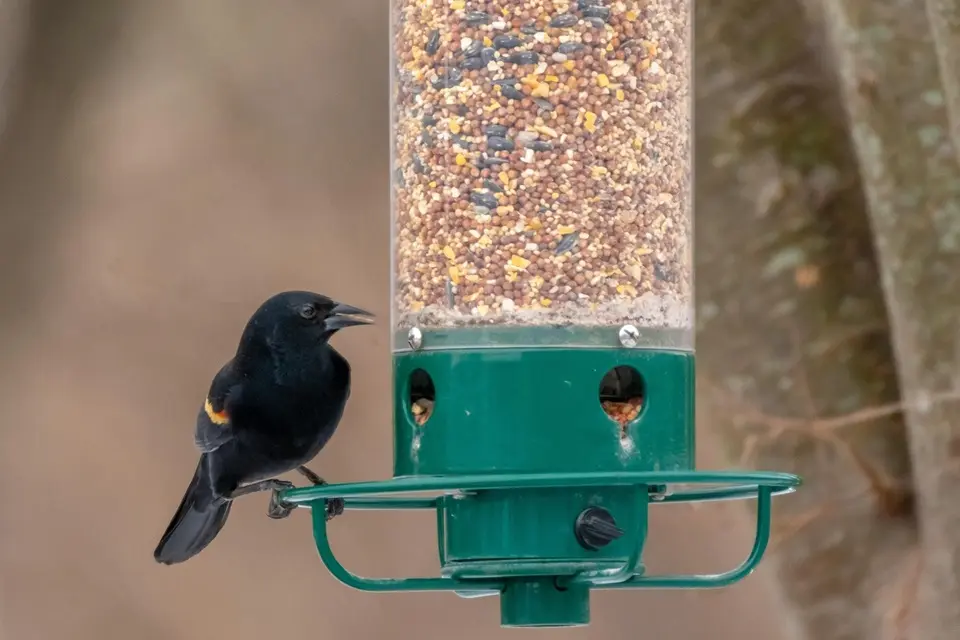 How to Keep Blackbirds Away from Bird Feeders: 18 Proven Methods 9 black bird standing on bird feeder eating birdseed