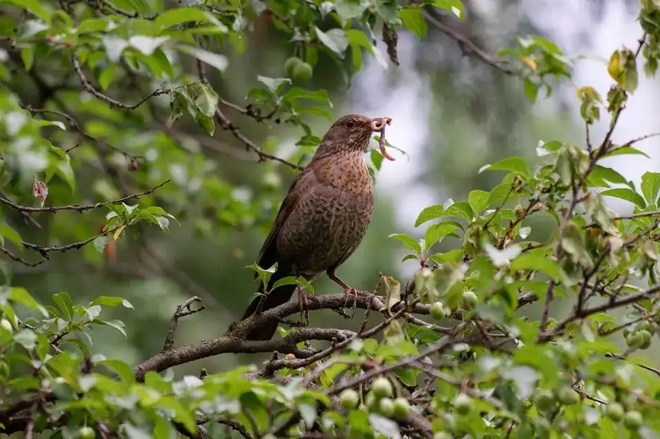 Does Having a Bird Feeder Reduce Bugs? Natural Pest Control Guide 7 blackbird eating worm tree branch garden