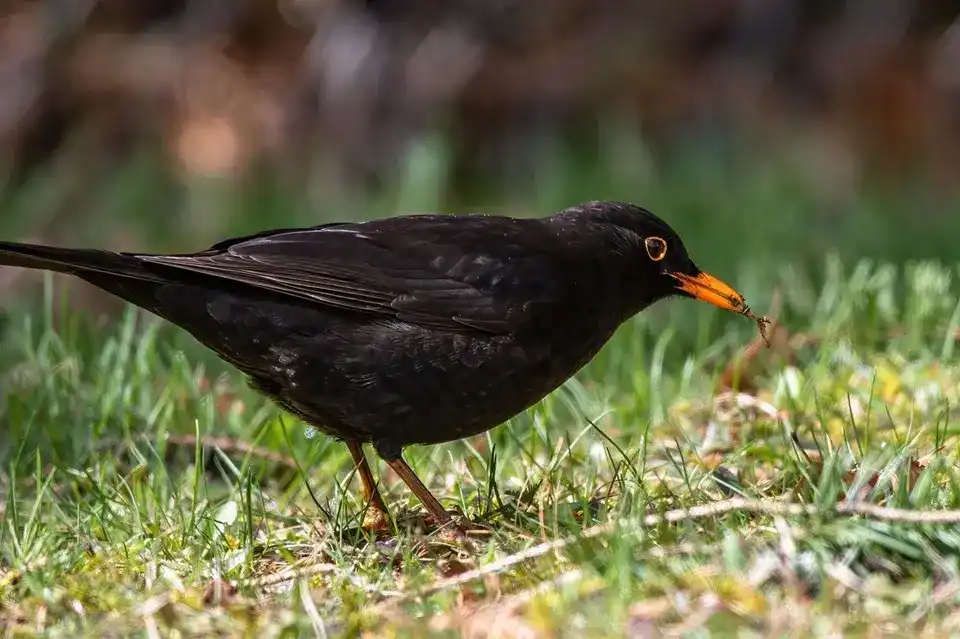 How to Keep Blackbirds Away from Bird Feeders: 18 Proven Methods 2 blackbird