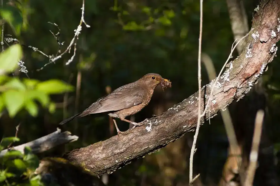 Does Having a Bird Feeder Reduce Bugs? Natural Pest Control Guide 5 eurasian blackbird earthworm beak woodland