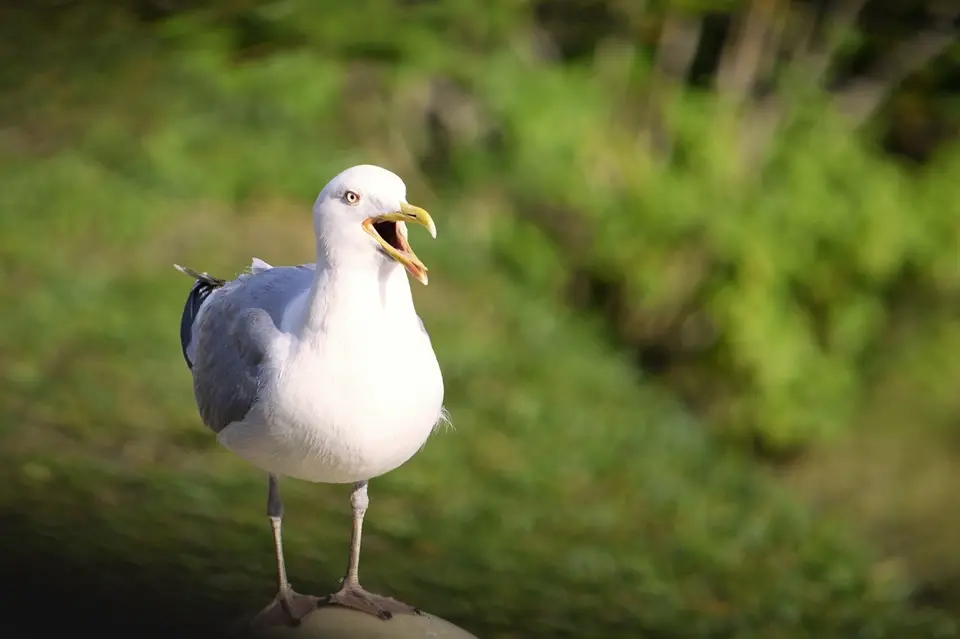 Does Having a Bird Feeder Reduce Bugs? Natural Pest Control Guide 3 european herring gull open beak calling seabird
