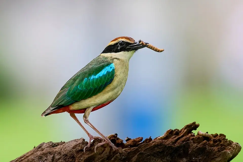 Does Having a Bird Feeder Reduce Bugs? Natural Pest Control Guide 2 hooded pitta bird insect beak tropical