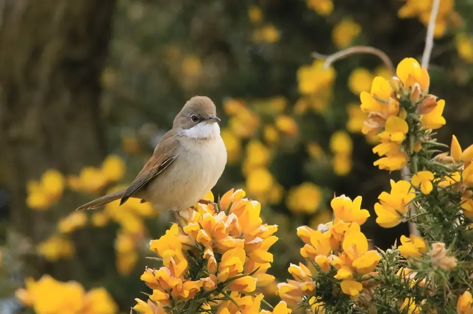 Does Having a Bird Feeder Reduce Bugs? Natural Pest Control Guide 4 lesser whitethroat bird yellow gorse flowers