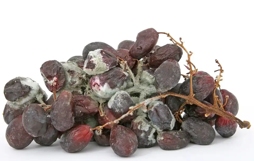 How Often Should You Clean Your Bird Feeder: The Complete Guide 2 moldy grapes