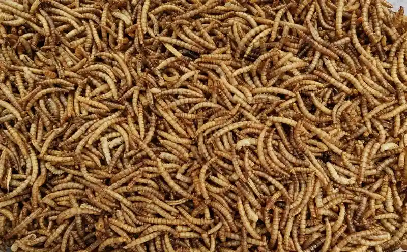 Does Having a Bird Feeder Reduce Bugs? Natural Pest Control Guide 6 pile mealworms bird food insect protein