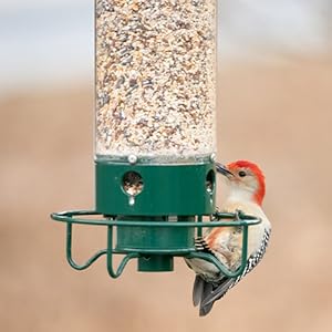 Droll Yankee Squirrel Proof Bird Feeder - 5lb, Rotating Perch 3 woodpecker feeding yankee flipper squirrel proof feeder