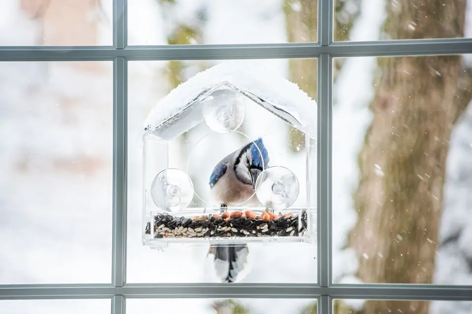 How to Attract Birds to Your Window Feeder: Expert Tips for Close-Up Views 6 blue jay window bird feeder winter