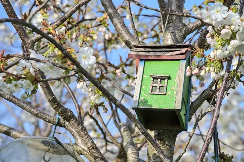 What is a Hopper Bird Feeder? Your Complete Guide to Attracting More Birds 2 green birdhouse spring blossoms tree
