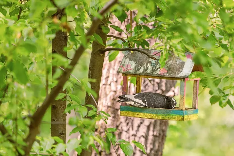 What is a Hopper Bird Feeder? Your Complete Guide to Attracting More Birds 4 pigeon eating colorful bird feeder garden