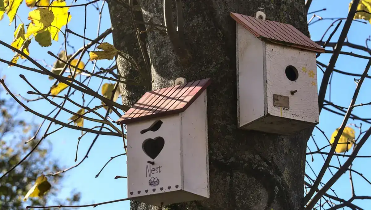 What is a Hopper Bird Feeder? Your Complete Guide to Attracting More Birds 3 two wooden nesting boxes on autumn tree
