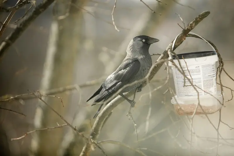 How to Keep Crows Away from Bird Feeders Without Harming Them 4 alert jackdaw eyeing backyard feeder