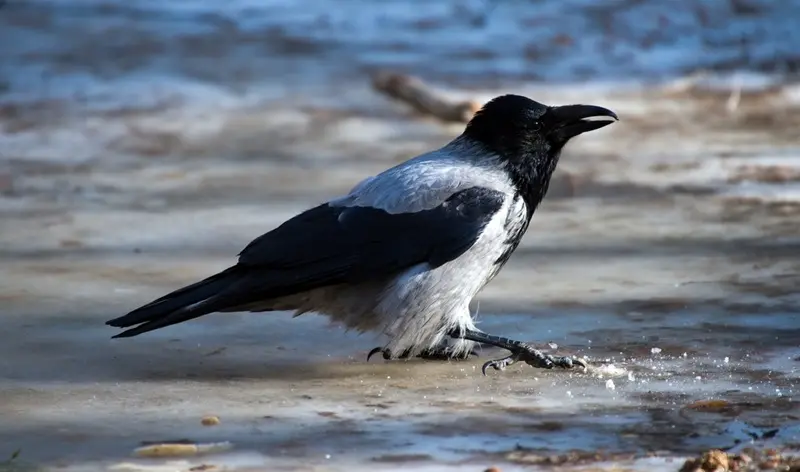 How to Keep Crows Away from Bird Feeders Without Harming Them 2 hooded crow searches food on ground