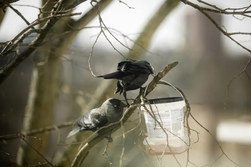 How to Keep Crows Away from Bird Feeders Without Harming Them 3 jackdaws problem on garden bird feeder
